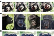 梦见洗澡国际最新研究：机器人“打哈欠” 黑猩猩被传染